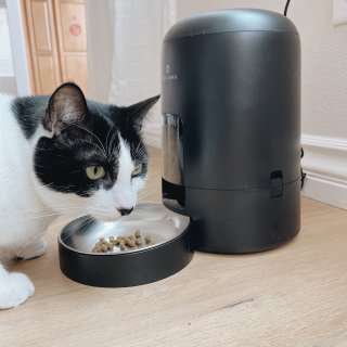 AIR寵物自動餵食器-防螞蟻大軍入侵🚫🐜...