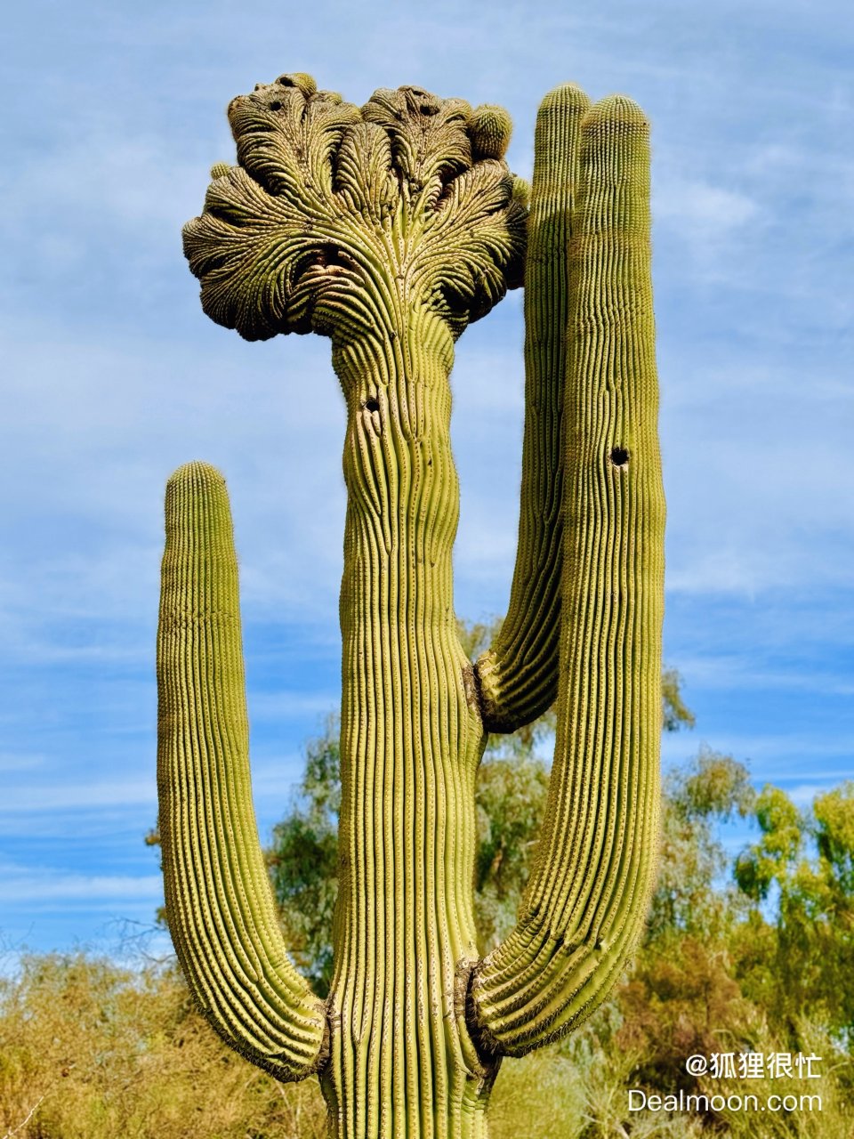 巨型仙人掌🌵乐园Phoenix沙漠植物园| 社区旅行精选