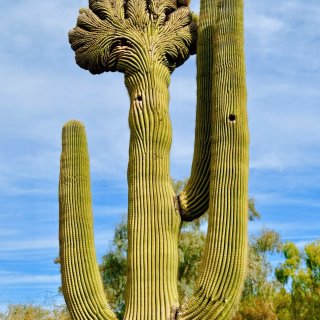 巨型仙人掌🌵乐园Phoenix沙漠植物园...