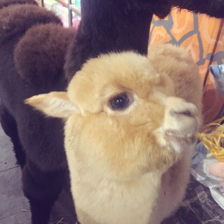 上海撸羊驼的好店 还有土拨鼠和狐狸呢...