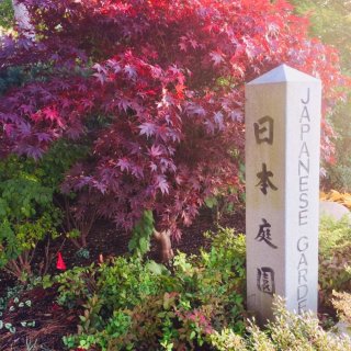 日本庭院🍁赏秋...