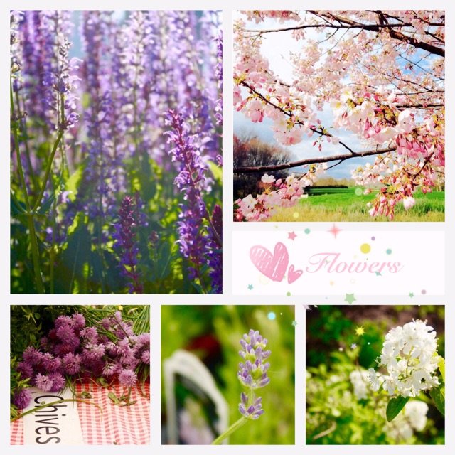 好喜欢这个主题哦～花花世界<br ...