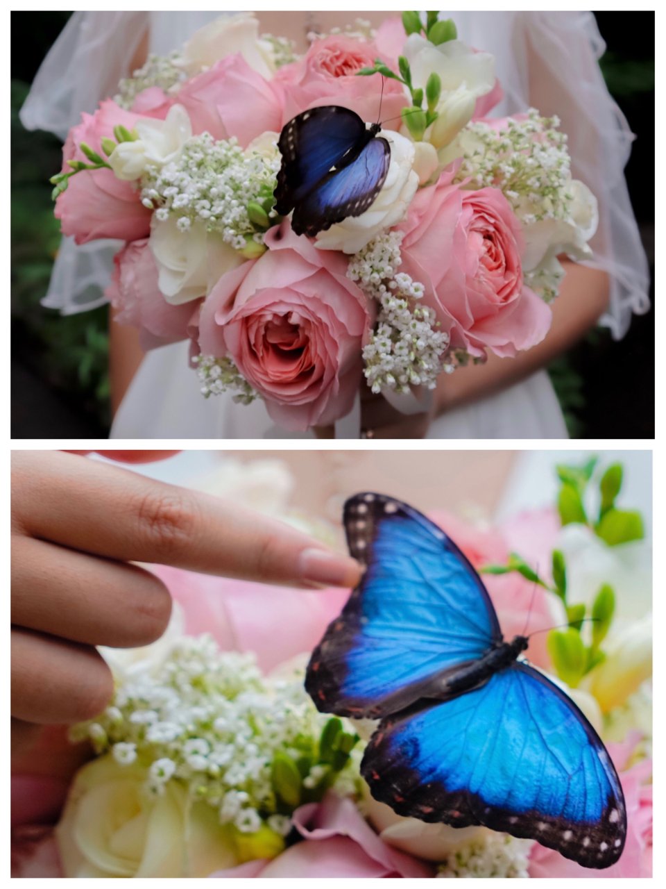 蝴蝶庄园🦋浪漫婚礼🌸光影照片中的浪漫一刻...