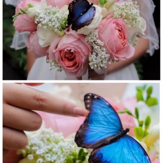 蝴蝶庄园🦋浪漫婚礼🌸光影照片中的浪漫一刻...