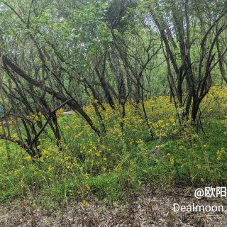 春天在那开满黄花的丛林里...