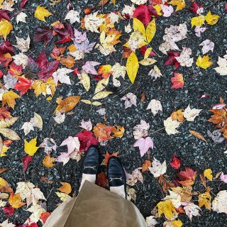 虾图的秋天太美好了🍁希望叶子落的慢一些🍁...