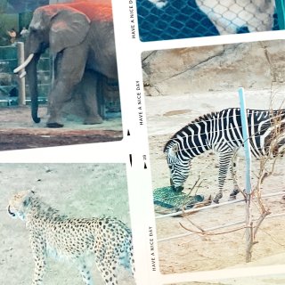 🦩聖地牙哥必遊景點🦚全球最大動物園🐾...