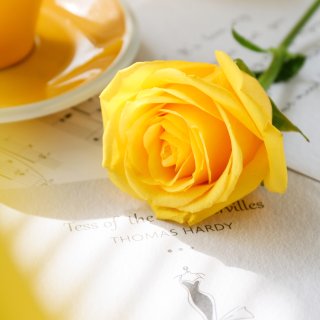 夏日里的好心情｜温暖的黄玫瑰...