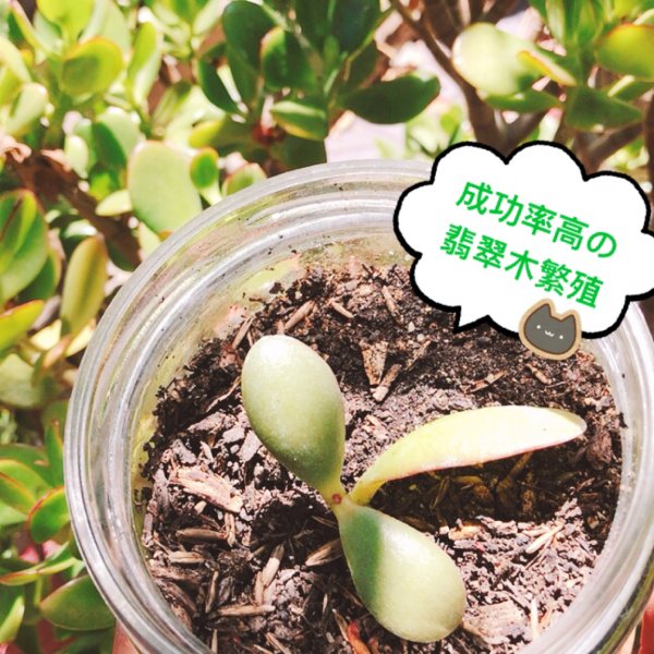 晒货图片