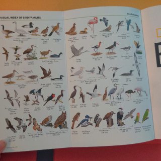 北美鸟类野外手册 观鸟必备工具书...
