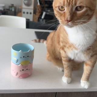 猫猫叠叠杯和小猫猫也太合适了吧！...