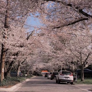 Kenwood Cherry Blossoms
