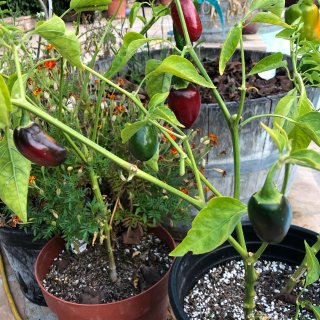 起死回生的pepper和herbs 背景...