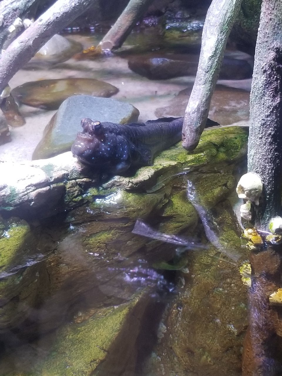 Ripley’s 水族馆:稀奇的两栖动物...