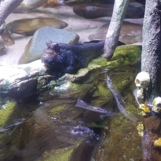 Ripley’s 水族馆:稀奇的两栖动物...