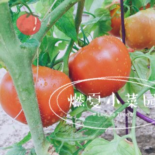 燃夏小菜园｜满满的🍅番茄味儿...