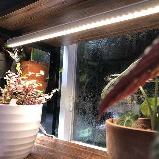 我用的植物生长灯（上）🌱绿植满屋（五）...