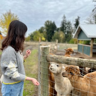 金秋最可爱的羊驼🦙波特兰草泥马农场...