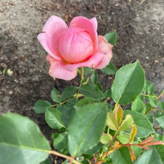 DA rose 