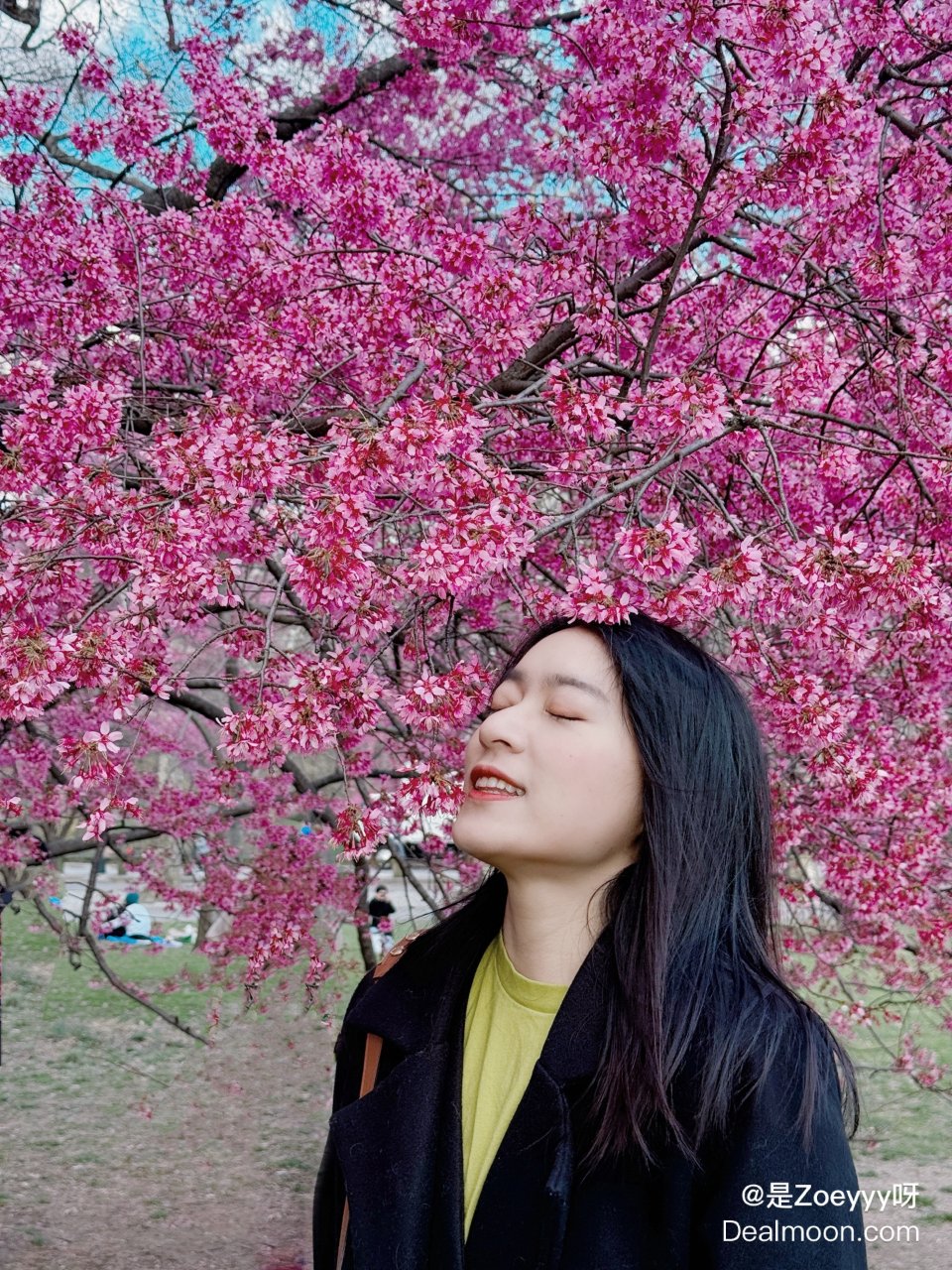 纽约｜好消息🌸中央公园的樱花开了...