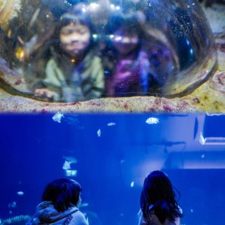 春假旅行(2): 温哥华水族馆...