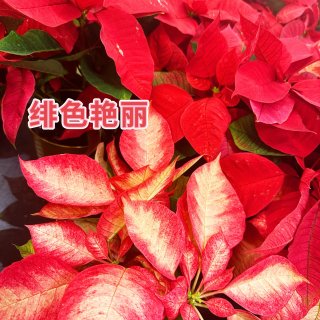 红绿配❤️✅圣诞红｜圣诞节专属植物...