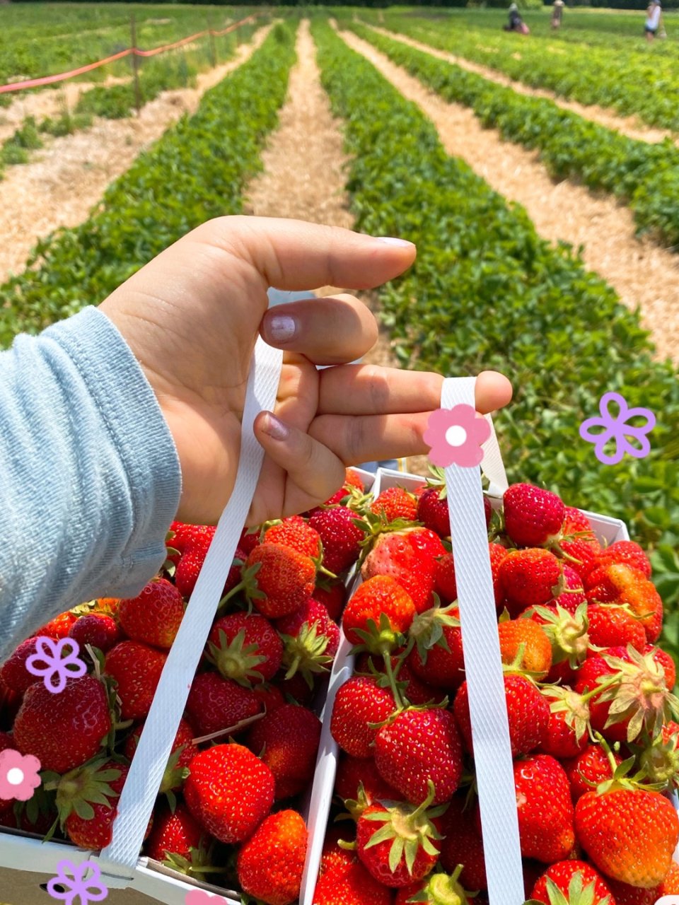 🍓女孩摘草莓🍓~Boston草莓农场...