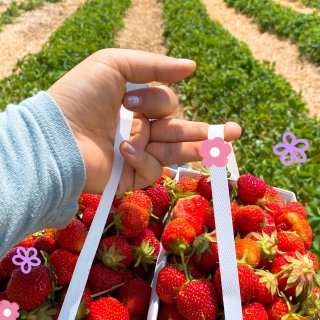 🍓女孩摘草莓🍓~Boston草莓农场...