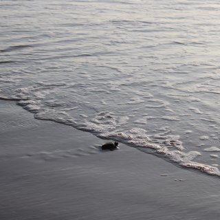 仲夏清晨海边，我跟海龟有个约会...