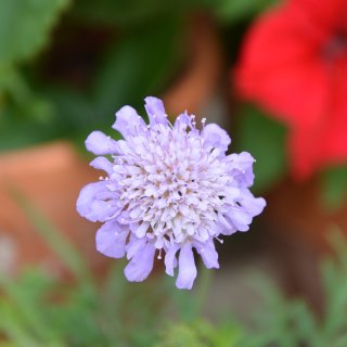 我家的花之19 蓝盆花 Scabiosa...