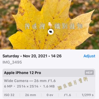 iOS 15｜植物識別App可以丟掉啦...