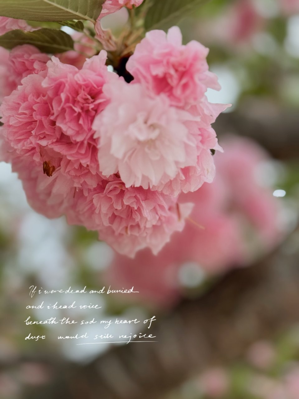 🌸樱花树 开满了花朵🌸 粉嫩粉嫩...