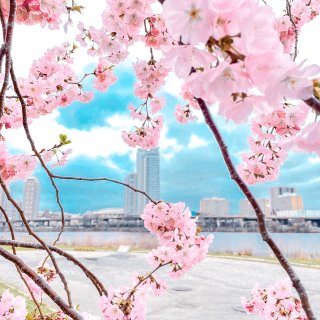 波士顿｜🌸樱花树下赏花开...