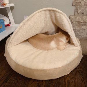 狗狗超级喜欢的床🛏️推荐，温暖整个冬天❄️