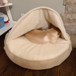 狗狗超级喜欢的床🛏️推荐，温暖整个冬天❄...