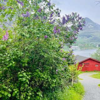 美丽的挪威🚢Geiranger🌲小镇...
