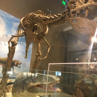 恐龙🦕博物馆
