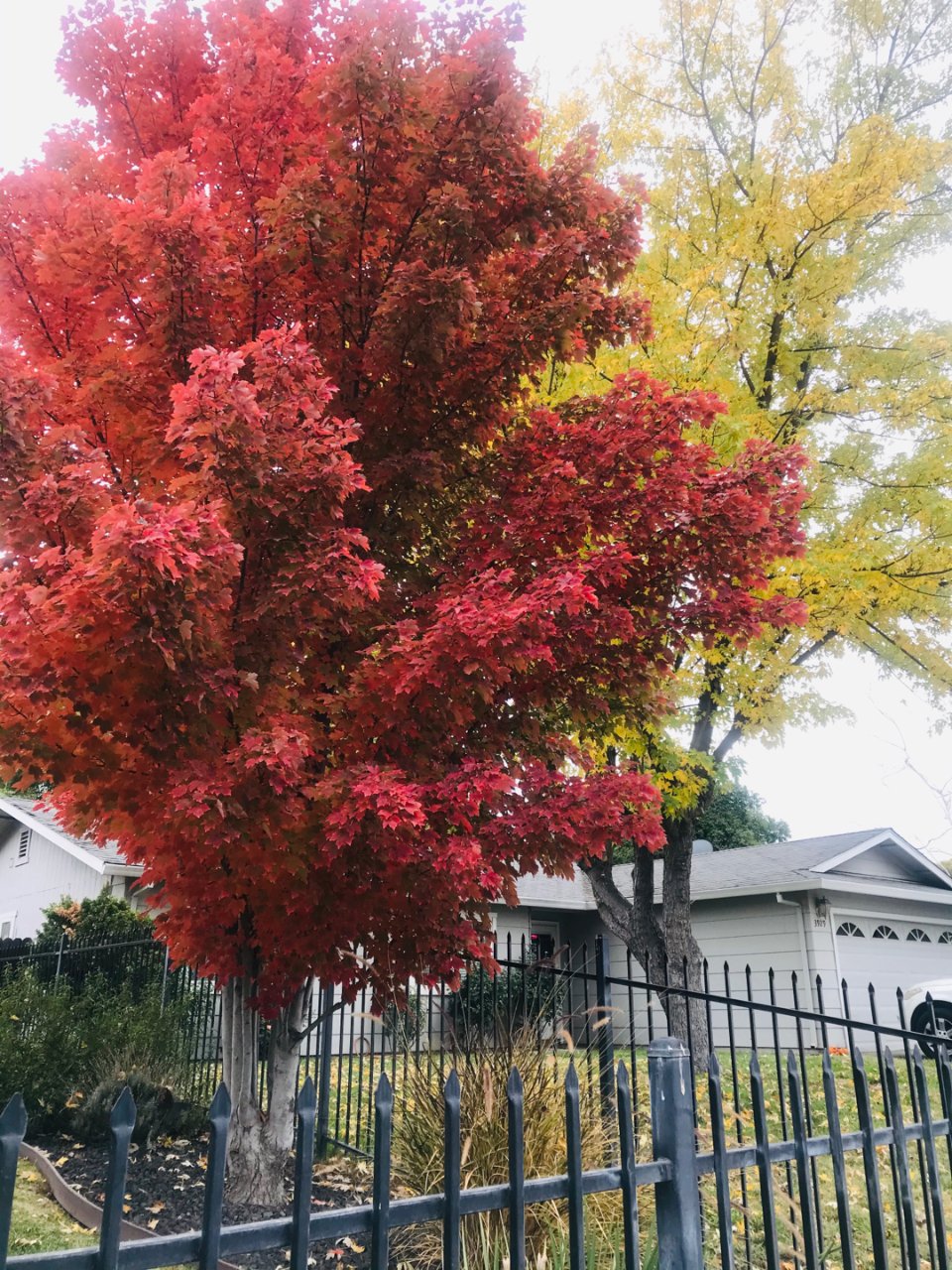 秋天枫叶红