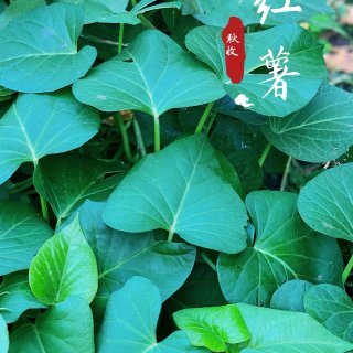 小菜园秋收II：青椒/辣椒/朝天椒，韭菜...