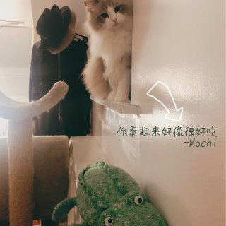 Mochi,布偶猫