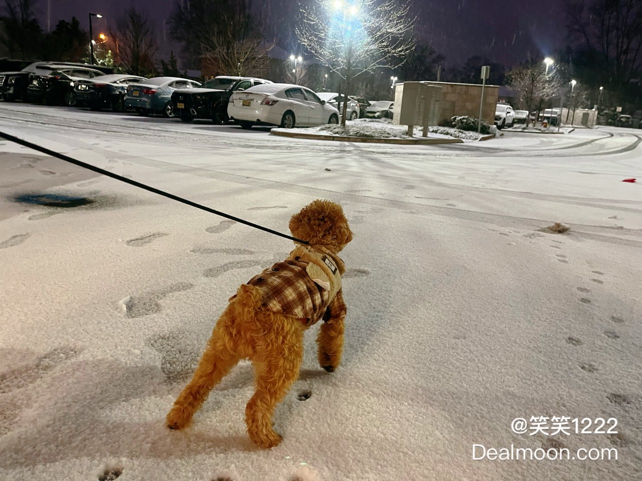 狗崽子第一次感受雪❄️...