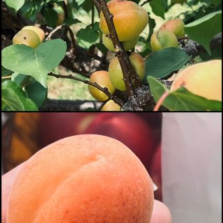 DMV摘juicy桃子🍑杏➕各种果子7....