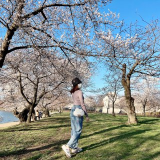DC潮汐湖周末樱花实况 被期待着的春天治...