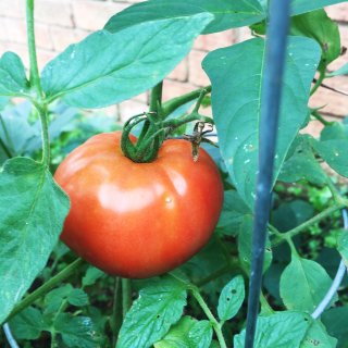 菜园收获：番茄🍅终于开始收获了...
