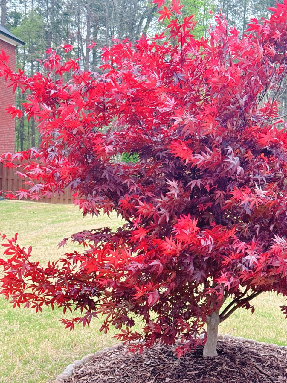 日本枫叶树 喜欢这种红色叶子的...