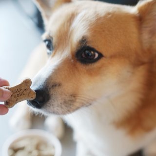 狗饼干,小馋狗
