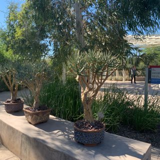 Desert Botanic Garde...