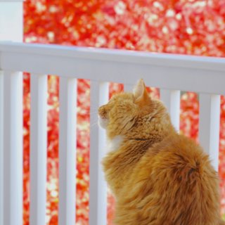猫咪也来赏秋了...