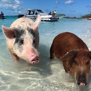 巴哈马🇧🇸猪岛pig island不完全...