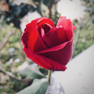 玫瑰🌹的灿烂